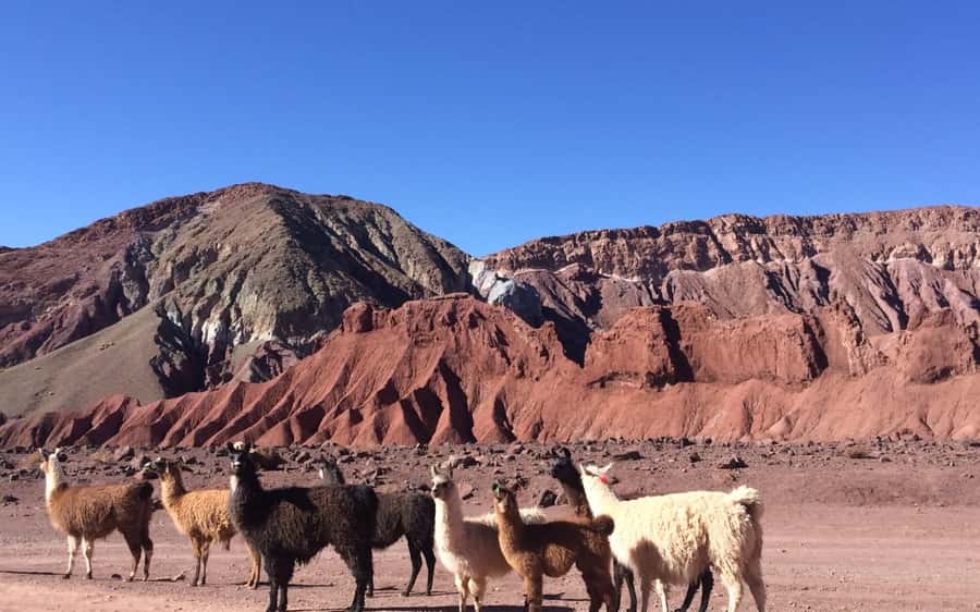 Rainbow Valley Tour + Petroglyphs (Yerbas Buenas) - Rainbow Valley and Yerbas Buenas: why this mix is worth your morning