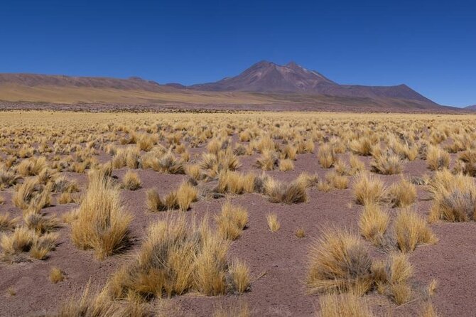 Red Stones and Altiplanica Lagoons Salar de Atacama - Stop 3: Laguna Chaxa in the flamingo reserve, quiet salt-flat viewing