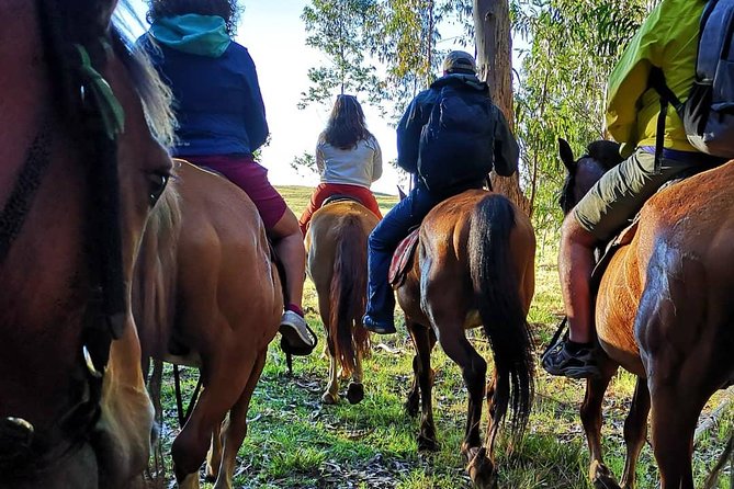 Ride to the highest point on the island for sunset - From the ranch and into the eucalyptus: a calm start that matters