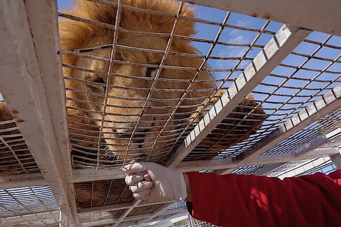 Safari Park - Rancagua first look: wildlife care learning before the big-cat ride