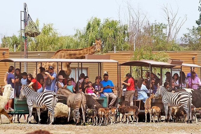 Safari Park - Herbivore feeding is the fun pivot, and it has real payoff