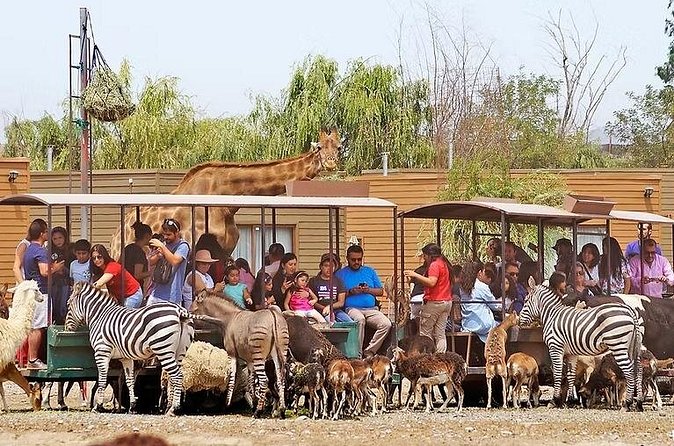 Safari Park - Timing and pacing: how the day fits into your Santiago plans