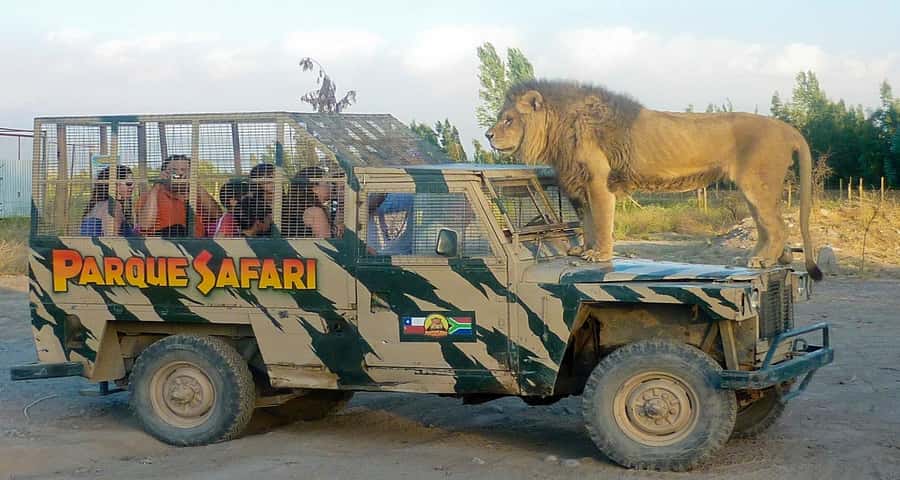SAFARI PARK-TOUR RANCAGUA : CHILE - Why the car safari format at Rancagua feels different