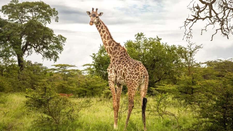 SAFARI PARK-TOUR RANCAGUA : CHILE - The feline safari segment: lions, tigers, and guided viewing