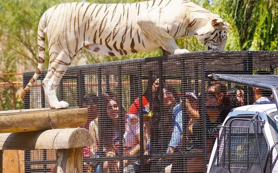 SAFARI PARK-TOUR RANCAGUA : CHILE - Timing and getting to the park, so you do not feel rushed