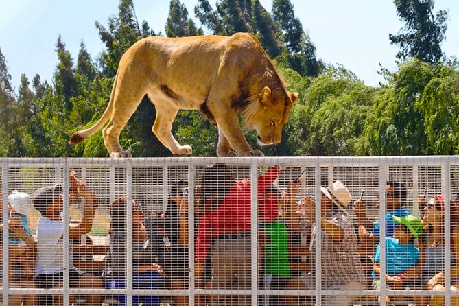 Safari Park, Wild Experience - Key Things I’d Book This For