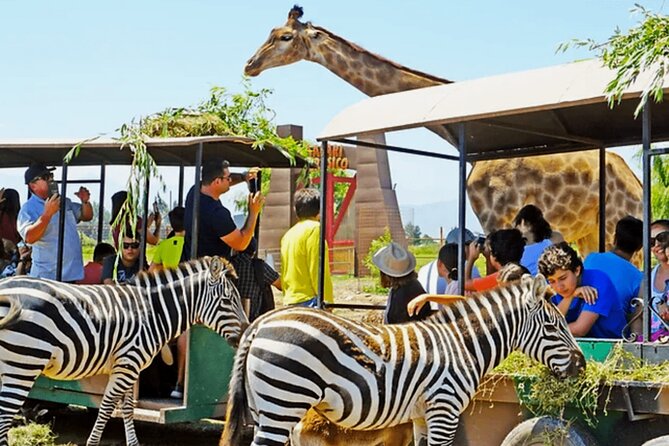 Safari Park, Wild Experience - Big Cats Safari and Herbivore Safari: What the Guide Changes