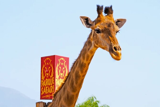 Safari Park, Wild Experience - Your Choice After the Safaris: One Activity Included