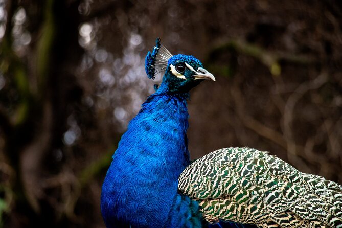 Safari Park, Wild Experience - Price and Value: Is $111 Worth It?