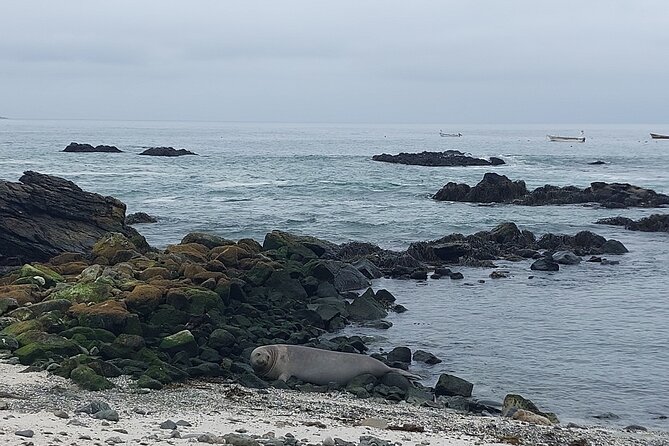 Sailing and Hiking Isla Damas : Humboldt Penguin Reserve - Pueblo Los Choros and the Quebrada de Los Choros: cacti, an underground river, and mud and totora homes