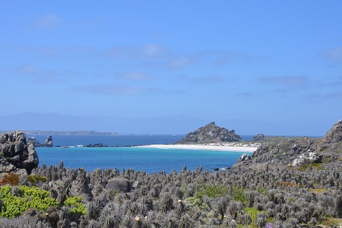 Sailing and Hiking Isla Damas : Humboldt Penguin Reserve - Isla Choros and the open-water wildlife hour