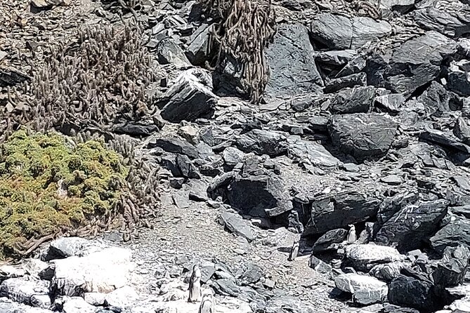 Sailing and Hiking Isla Damas : Humboldt Penguin Reserve - Isla Damas: the penguin island, but plan for landing limits
