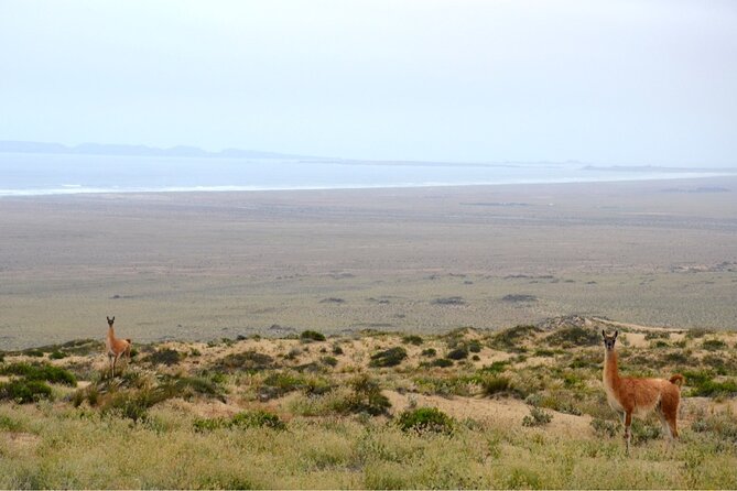 Sailing and Hiking Isla Damas : Humboldt Penguin Reserve - First land stop: La Serena’s terraces, monuments, and the Plan Serena angle