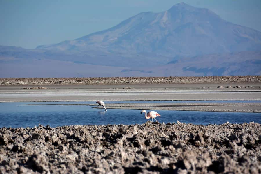 Salar de Atacama and altiplanic lagoons - Miscellanea and Miñiques Altiplanic Lagoons at 4,200 meters