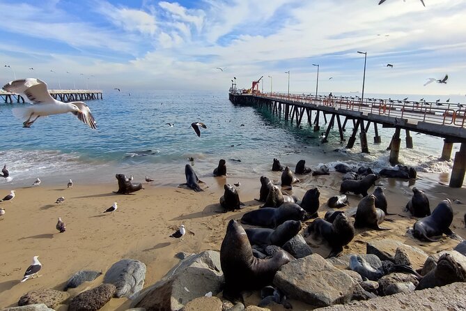 San Antonio to Valparaiso Private Tour with Santiago Drop Off - Caleta Portales: seafood cove culture and sea-life spotting