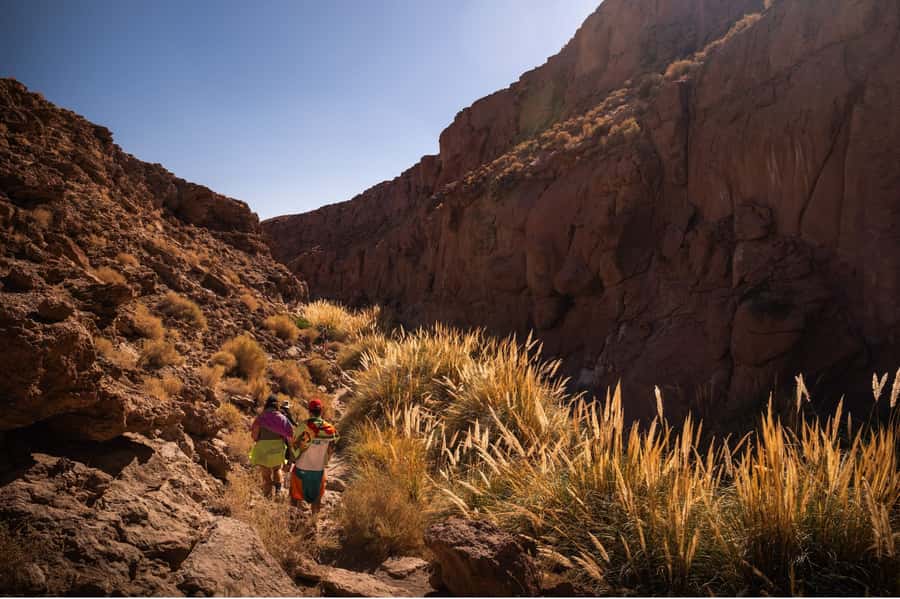San Pedro de Atacama: Canyon Swimming Pools Trekking Trip - Desert Flora and Fauna: What Your Guide Helps You See