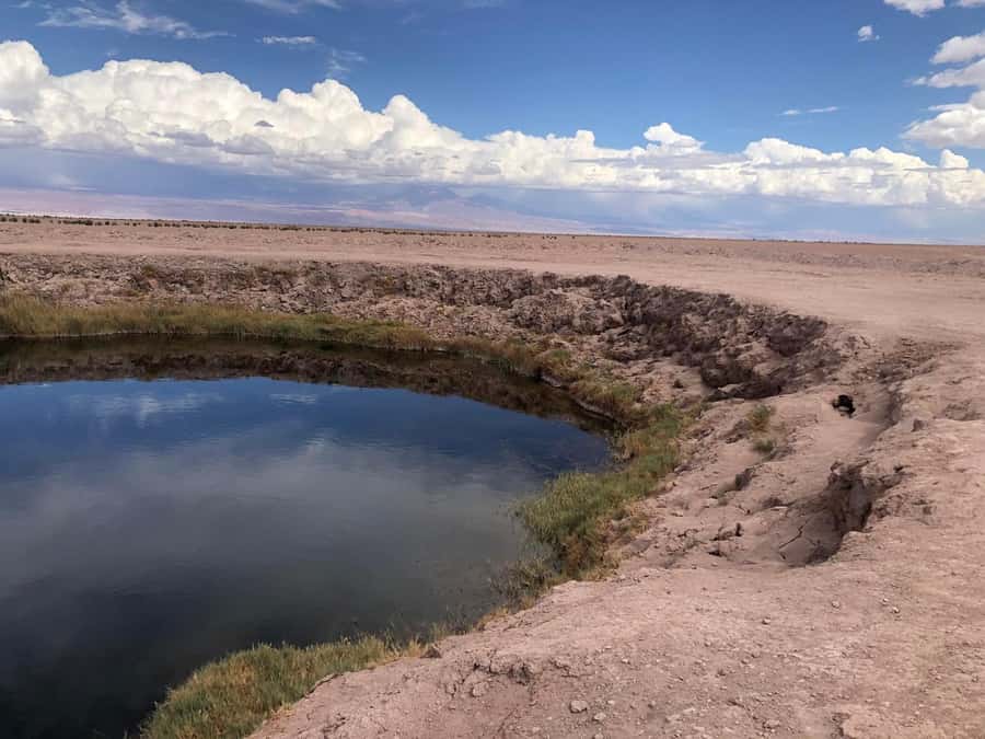 San Pedro de Atacama: Cejar Lagoon, Tebenquiche & Ojos Salar - Key highlights worth planning around
