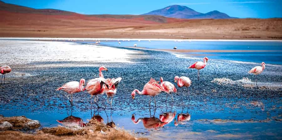 San Pedro de Atacama Day Trip: Atacama Desert and Salt Flats - Quepiacó River: Life in the Middle of Dry Country