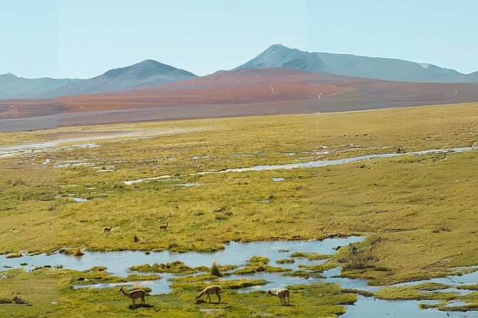 San Pedro de Atacama : Excursion to the Tatio Geysers - What you actually see at Tatio: active geysers, steam, and a biological surprise