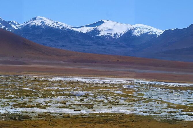 San Pedro de Atacama : Excursion to the Tatio Geysers - Putana River: a closer look at desert life