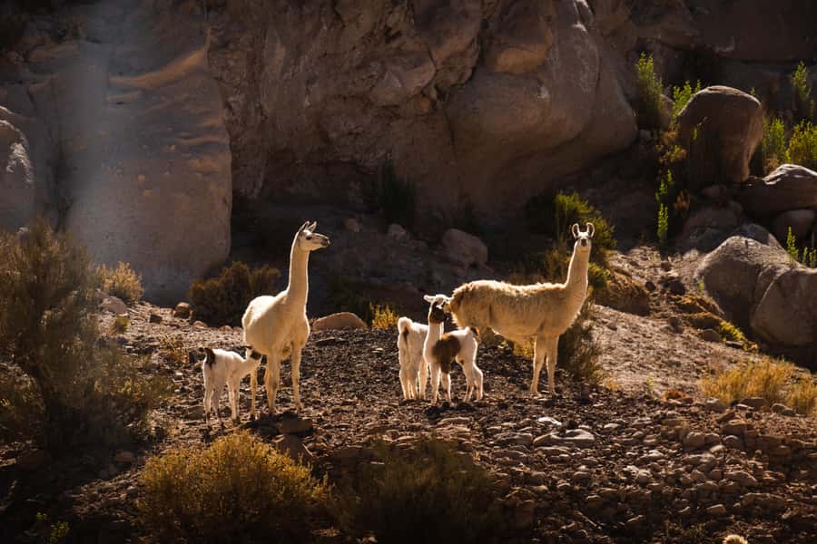 San Pedro de Atacama: Rainbow Valley & Hierbas Buenas Tour - Key Things You’ll Notice on This San Pedro Tour