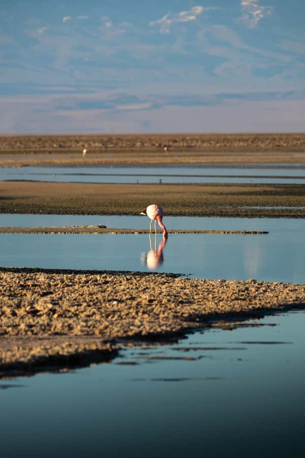 San Pedro de Atacama: Red Rocks & Altiplano Lagoons Day Trip - The altitude reality: why the timing feels intense (and how to handle it)