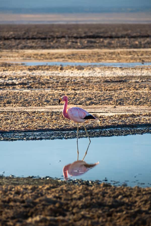 San Pedro de Atacama: Red Rocks & Altiplano Lagoons Day Trip - Socaire: a quick town stop that adds texture to the high desert