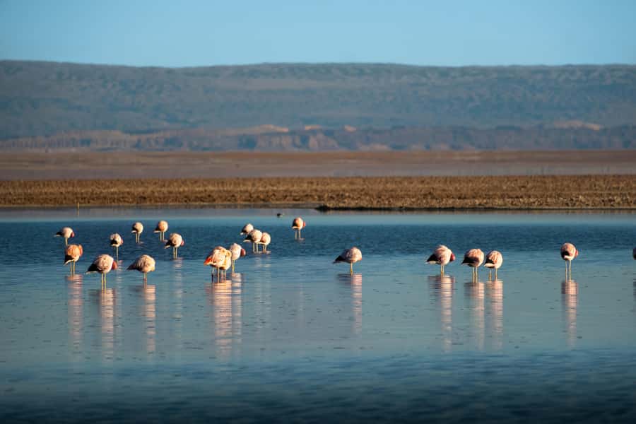 San Pedro de Atacama: Red Rocks & Altiplano Lagoons Day Trip - Guides and drivers: the hidden value behind a smooth full day