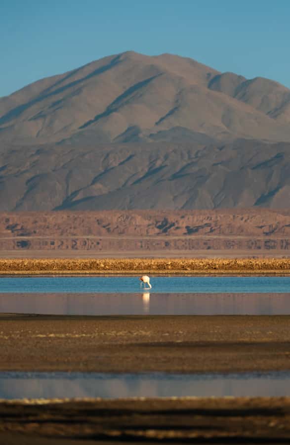 San Pedro de Atacama: Red Rocks & Altiplano Lagoons Day Trip - Pickup, van ride, and the Tropic of Capricorn photo stop with breakfast