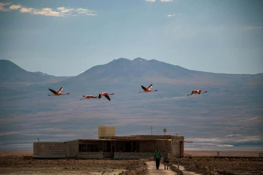 San Pedro de Atacama: Red Rocks and Aliplanic Lagoons - Picking Up in San Pedro, Then Racing Into the Altiplano