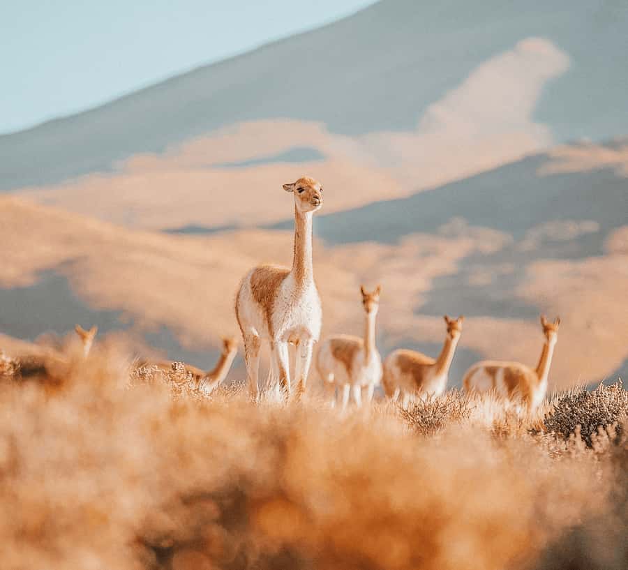 San Pedro de Atacama: Tatio Geysers and Machuca Tour - Key things to know before you go