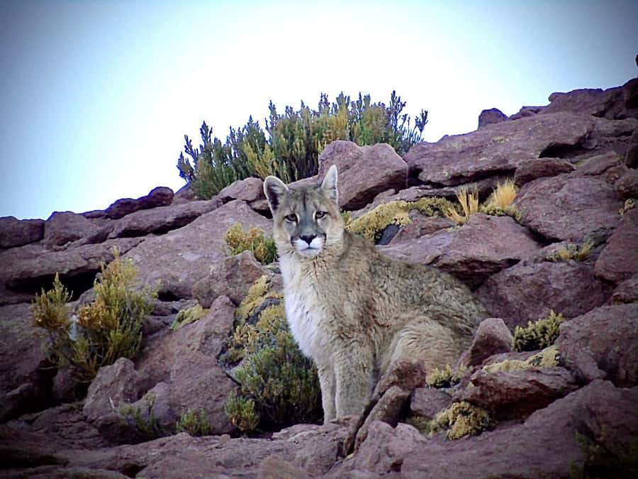 San Pedro de Atacama: Wildlife Safari and Photography Tour - Key highlights at a glance