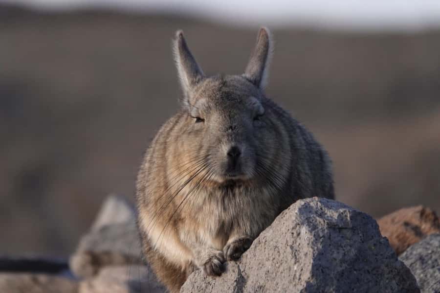 San Pedro de Atacama: Wildlife Safari and Photography Tour - A wildlife and photography safari built around what you can frame