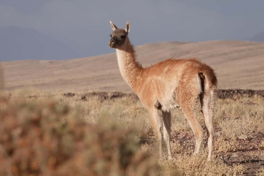 San Pedro de Atacama: Wildlife Safari and Photography Tour - Machuca Village wetlands hike, where birds turn into subjects
