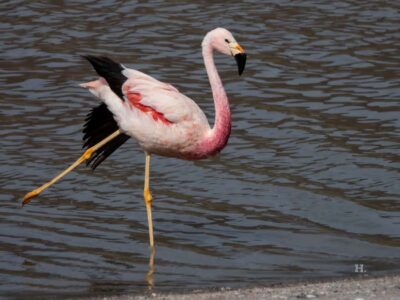 Wildlife Safari and Photography Tour