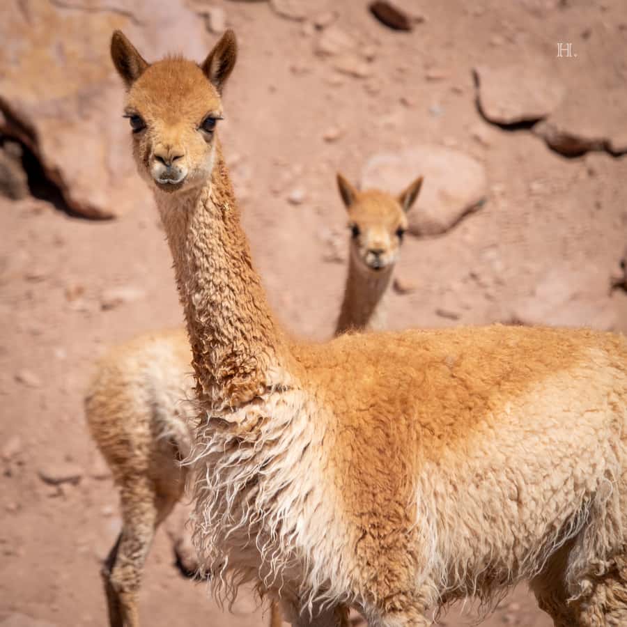 San Pedro de Atacama: Wildlife Safari and Photography Tour - Putana Vado lookout and the 360-degree composition workshop