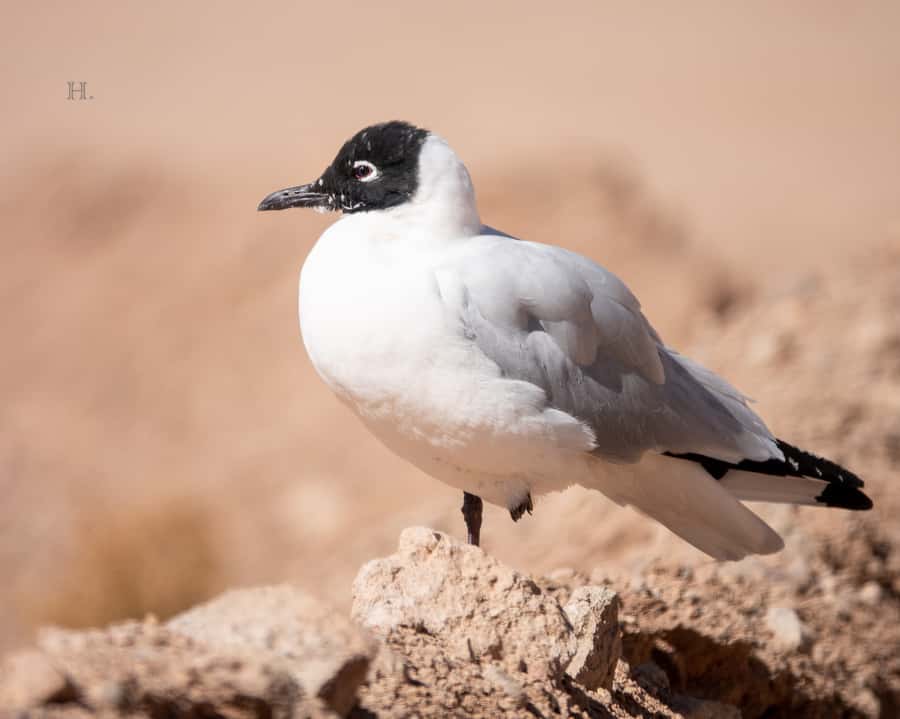 San Pedro de Atacama: Wildlife Safari and Photography Tour - The spotting tools and guides that make your phone photos better