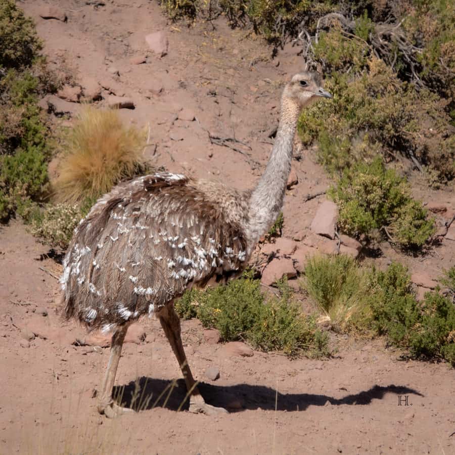 San Pedro de Atacama: Wildlife Safari and Photography Tour - Price and value: is $145 worth it?