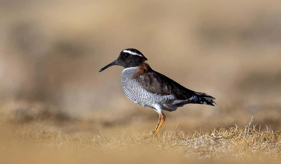 San Pedro de Atacama: Wildlife Safari and Photography Tour - Practical tips: what to bring and how to plan your comfort