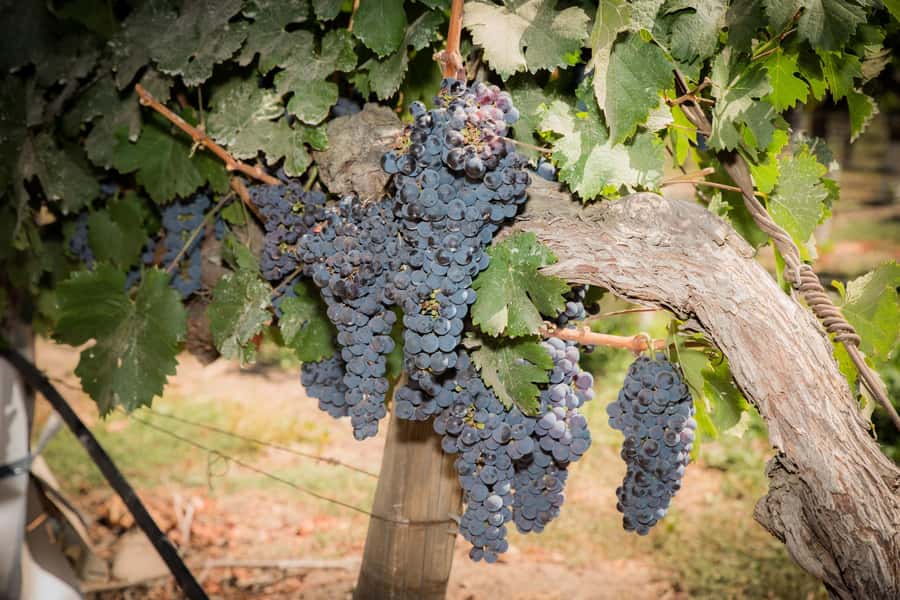Santa Rita: Tour + Premium Wine Tasting + Private Transport - Key things to look forward to