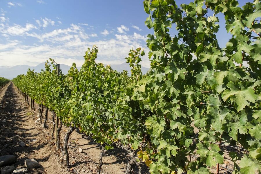 Santiago: Concha y Toro and Undurraga Vineyards Tour - What to bring, and how to avoid the common frustrations