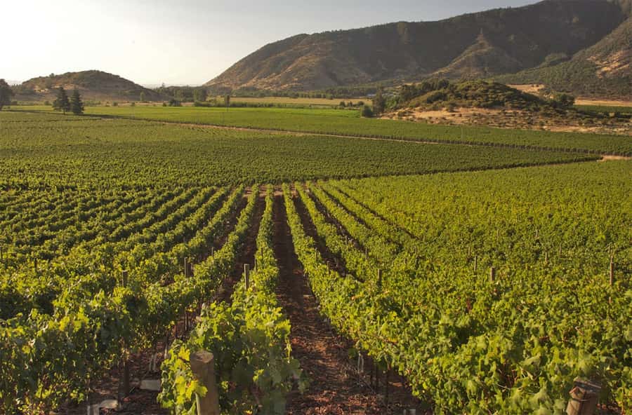 Santiago: Concha y Toro and Undurraga Vineyards Tour - Maipo Valley wine in one focused loop