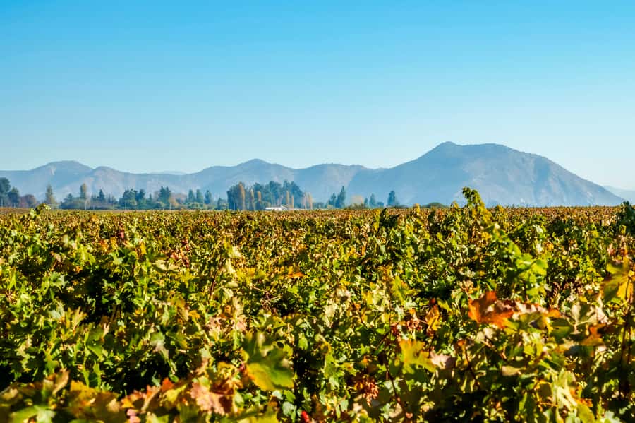 Santiago: Concha y Toro Winery 4-Hour Tour & Sommelier Class - Language and Service Reality Check: What Can Affect Your Day
