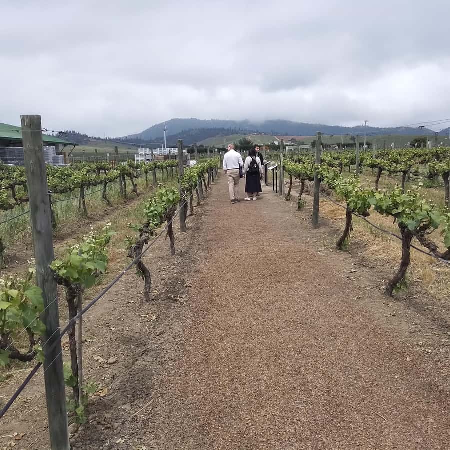 Santiago: Cousiño Macul Vineyard Premium Tasting Tour - What you actually learn: grape to glass, plus Chile context