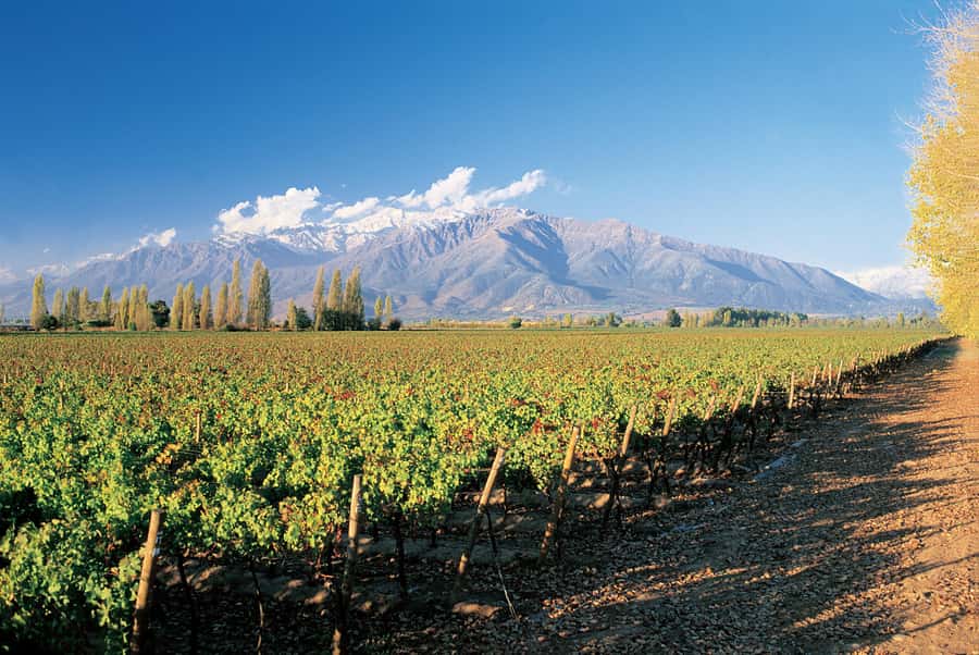 Santiago: Main Chilean Wineries Private Half-Day Tours - Key highlights you will feel on the day