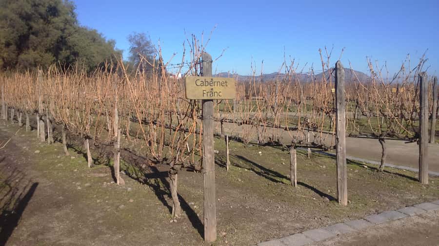 Santiago: Main Chilean Wineries Private Half-Day Tours - Price and value: why $290 can make sense for this kind of day