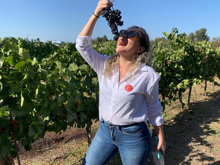 Santiago: Maipo Valley Wine Tasting Tour with 4 Vineyards - Key Highlights at a Glance