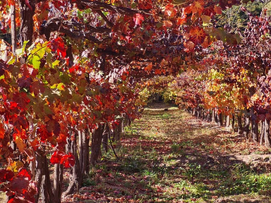 Santiago: Maipo Valley Wine Tasting Tour with 4 Vineyards - Who Should Book This Maipo Valley Wine Tasting Tour