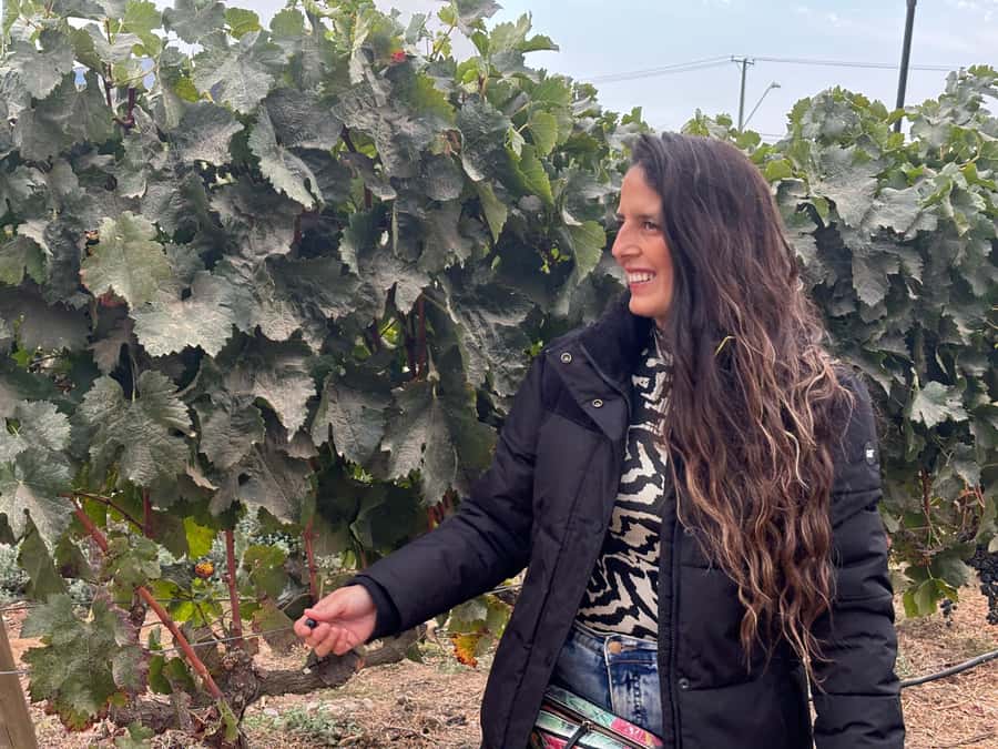 Santiago: Maipo Valley Wine Tasting Tour with 4 Vineyards - Pickup and Timing: The Hidden Value in a Good Wine Tour