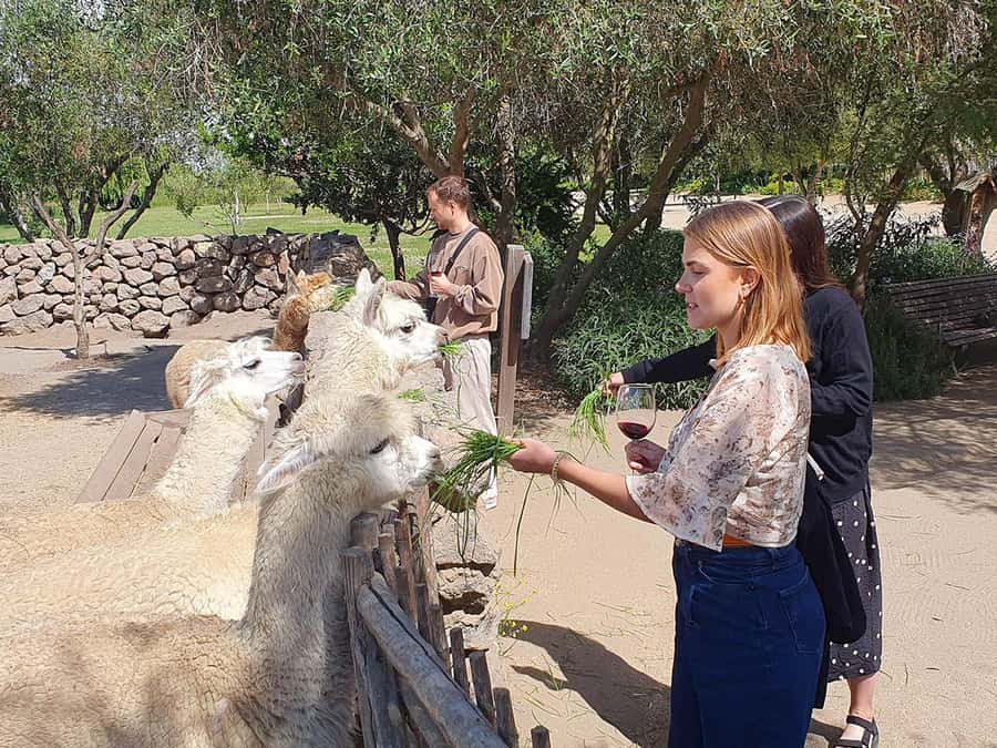 Santiago: World-class Wines, Visit to 4 Vineyards and Tanino - What you’ll taste, and how to prep your day like a pro